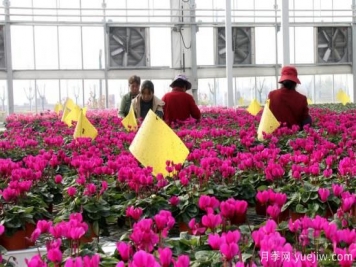 扬州高邮：每天发货30万株，花工厂绽放乡村振兴致富花